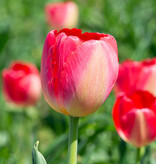 Tulpe  Tulipa 'Judith Leyster', BIO