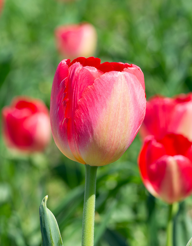 Tulpe  Tulipa 'Judith Leyster', BIO
