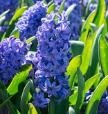 Hyazinthe Hyacinthus 'Delft Blue', BIO