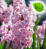 Hyazinthe Hyacinthus 'Fondant', BIO