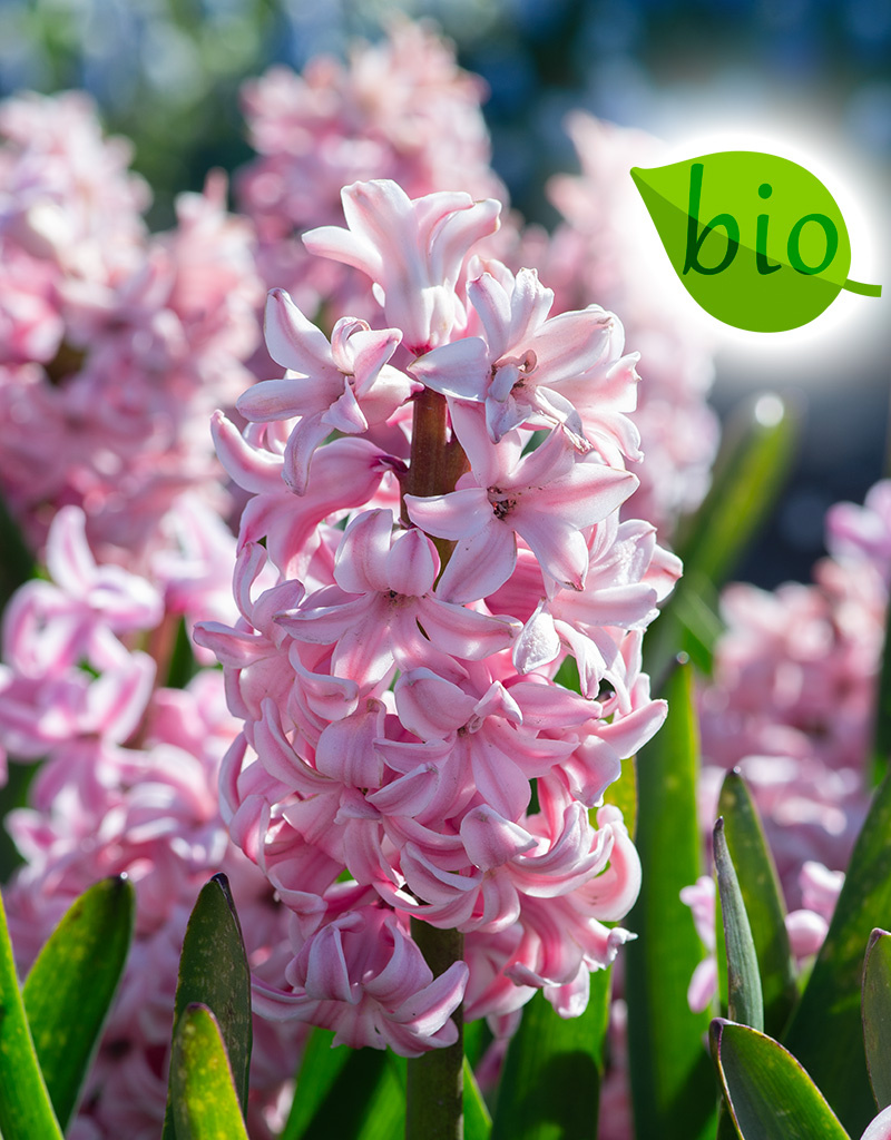 Hyazinthe Hyacinthus 'Fondant', BIO