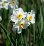 Narzisse  Narcissus 'Aspasia'