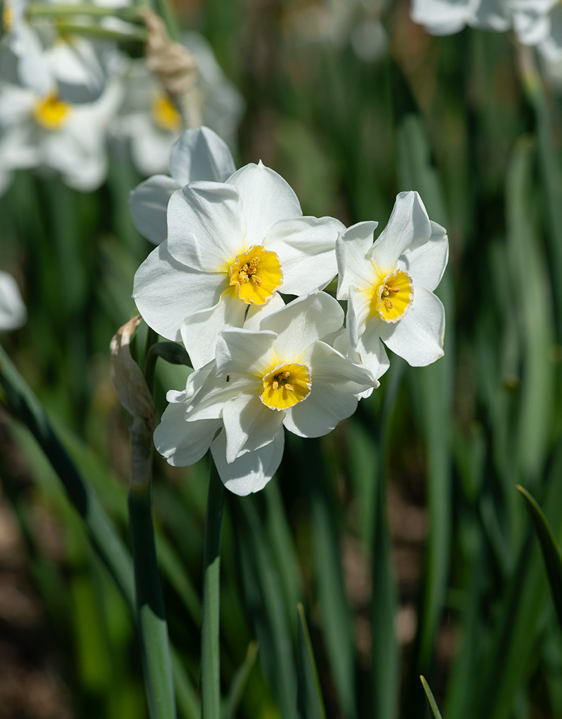 Narzisse  Narcissus 'Aspasia'