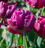 Tulpe  Tulipa 'Alison Bradley', BIO