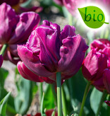 Tulpe  Tulipa 'Alison Bradley', BIO