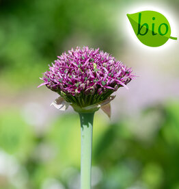 Zierlauch  Allium 'Magic', BIO