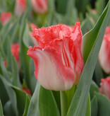 Tulpe  Tulipa 'Lingerie', BIO - XL-Vorteilspackung