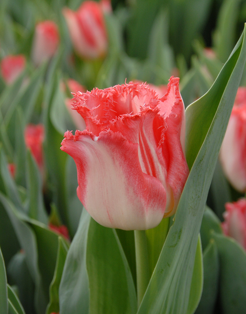 Tulpe  Tulipa 'Lingerie', BIO - XL-Vorteilspackung