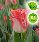 Tulpe  Tulipa 'Lingerie', BIO - XL-Vorteilspackung