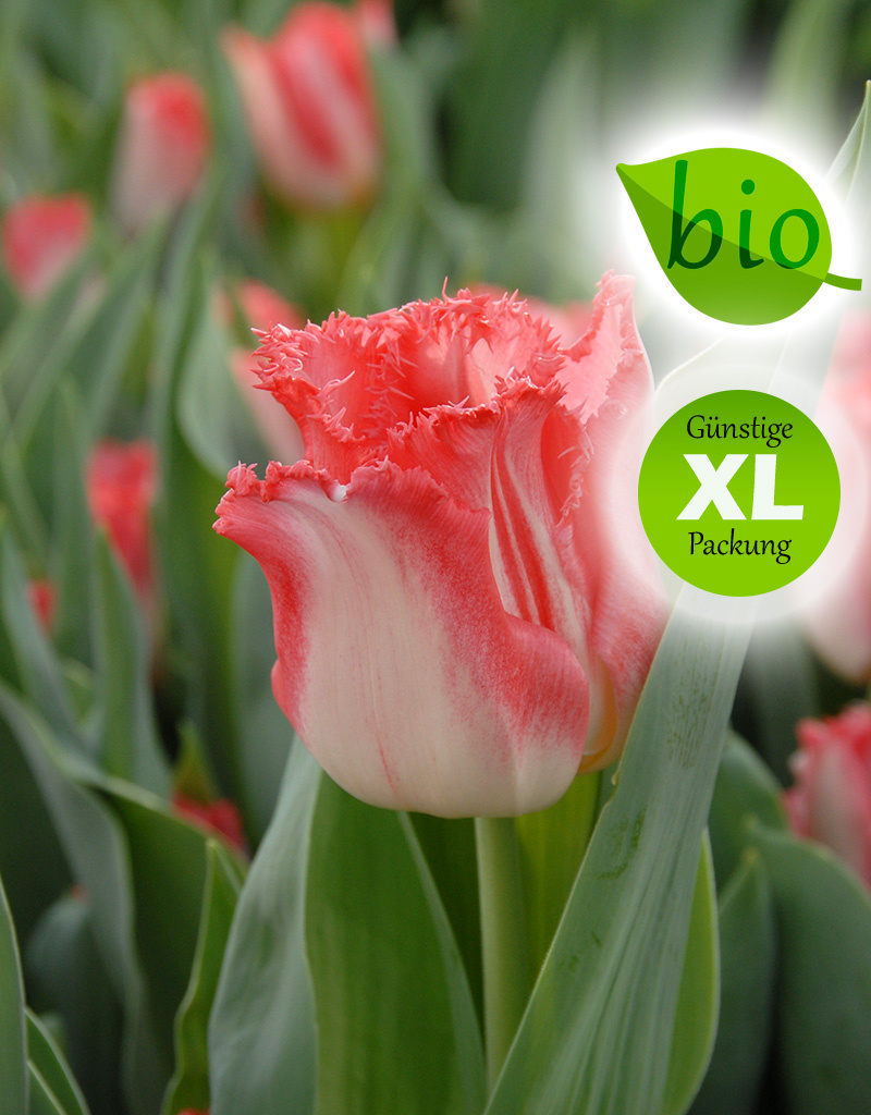 Tulpe  Tulipa 'Lingerie', BIO - XL-Vorteilspackung