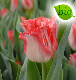 Tulpe  Tulipa 'Lingerie', BIO
