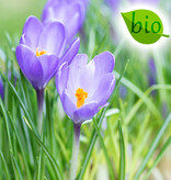 Krokus  Crocus 'Violet River', BIO - Topf