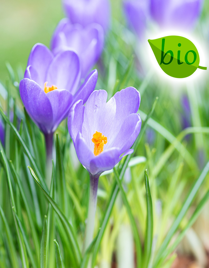 Krokus  Crocus 'Violet River', BIO - Topf
