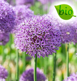 Zierlauch  Allium 'Gladiator', BIO
