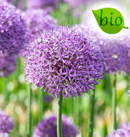 Zierlauch  Allium 'Gladiator', BIO
