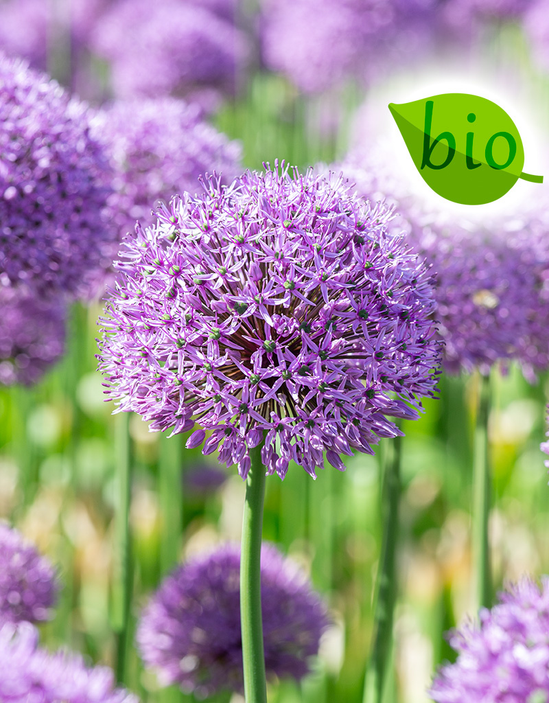 Biologische Allium 'Gladiator' (Zierlauch) kaufen - De Warande -  Starkezwiebeln.de