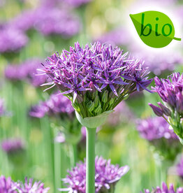 Zierlauch  Allium 'Violet Beauty', BIO