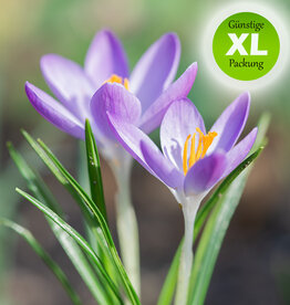 Krokus (Elfen/Dalmatiner)  Crocus tommasinianus - XL-Vorteilspackung