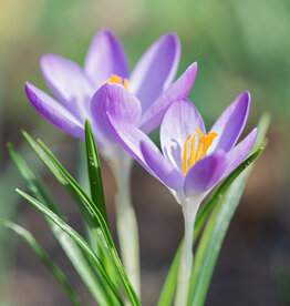 Krokus (Elfen/Dalmatiner)  Crocus tommasinianus