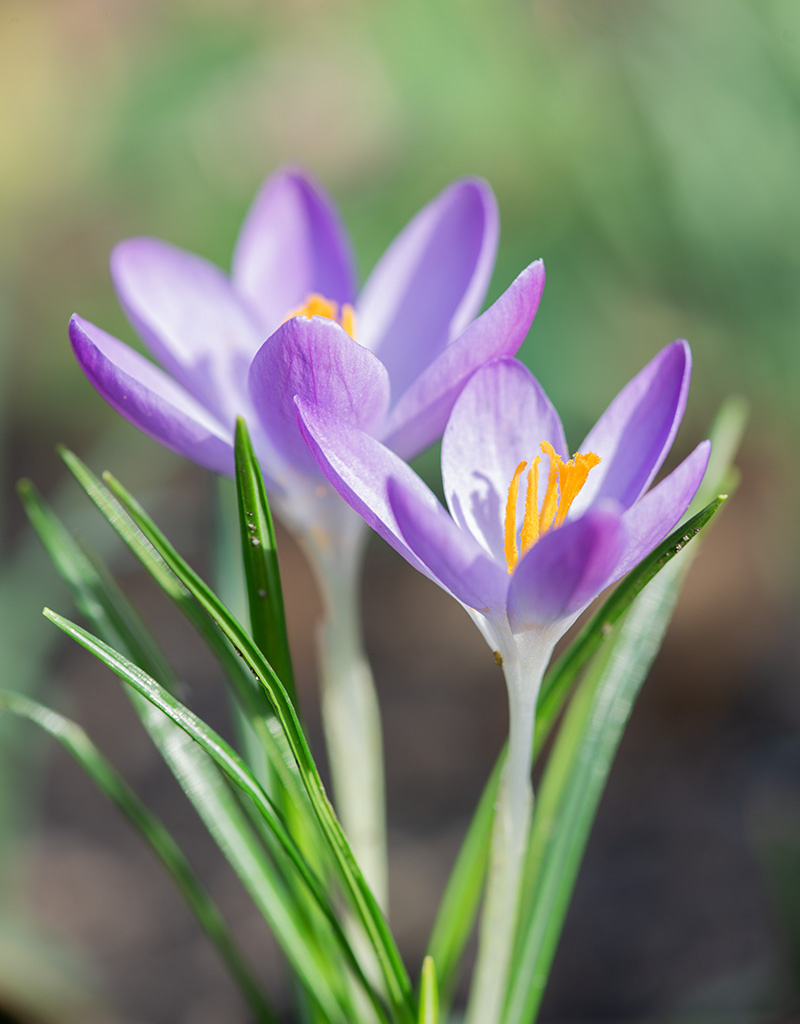 Krokus (Elfen/Dalmatiner)  Crocus tommasinianus (Elfen/Dalmatiner Krokus) - Stinsenpflanze