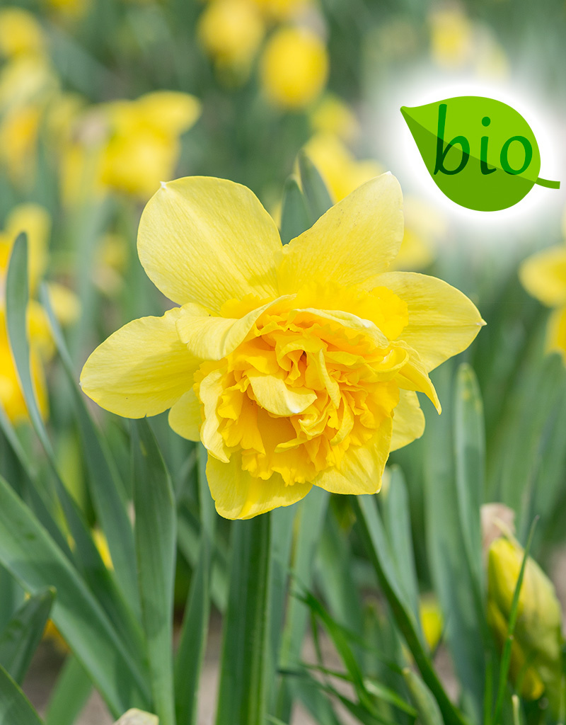 Narzisse  Narcissus 'Dick Wilden', BIO