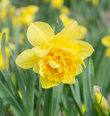 Narzisse  Narcissus 'Dick Wilden', BIO