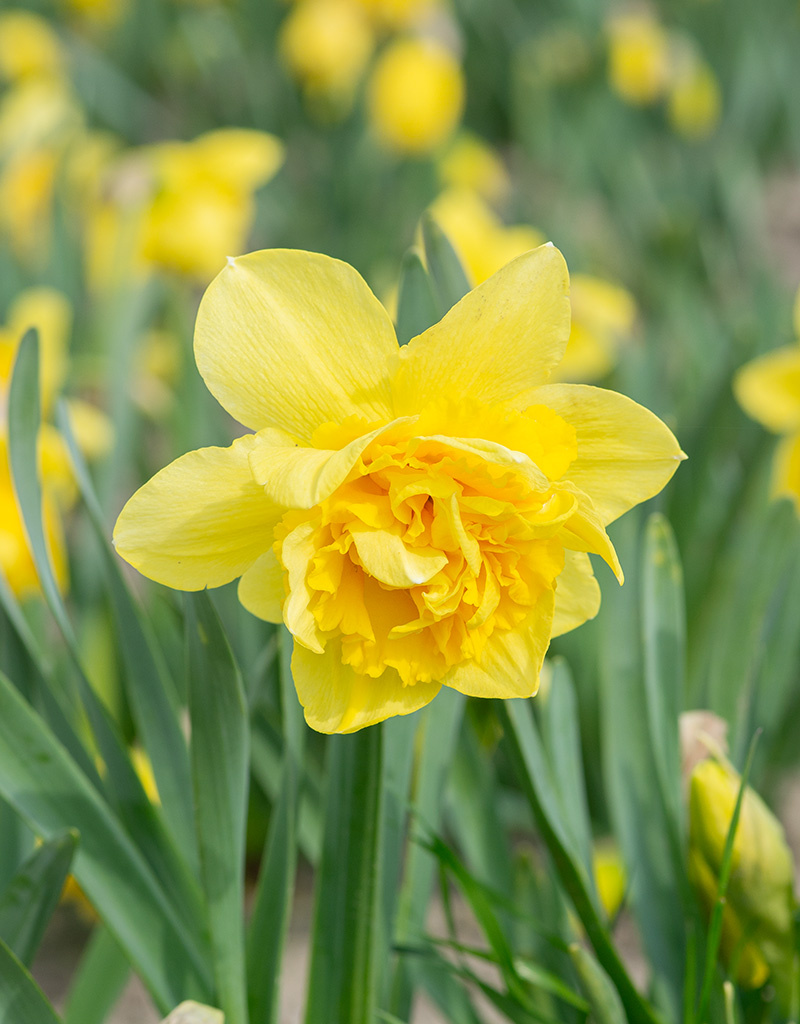 Narzisse  Narcissus 'Dick Wilden', BIO