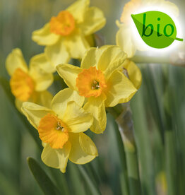 Narzisse  Narcissus 'Golden Dawn', BIO