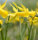 Narzisse  Narcissus 'Mite'