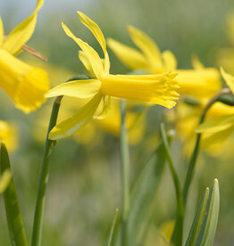 Narzisse  Narcissus 'Mite'