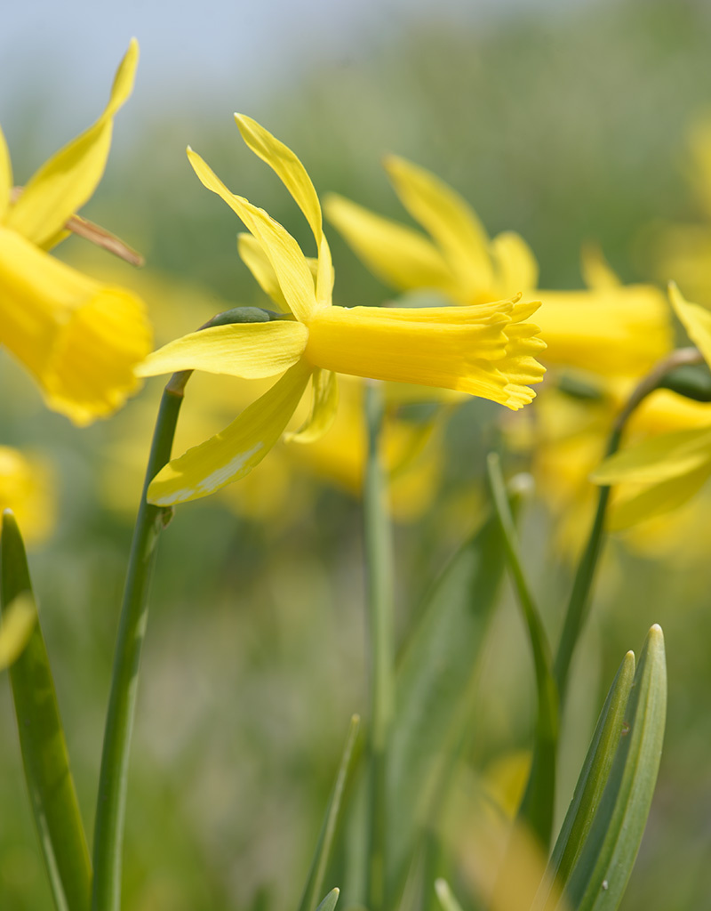 Narzisse  Narcissus 'Mite'