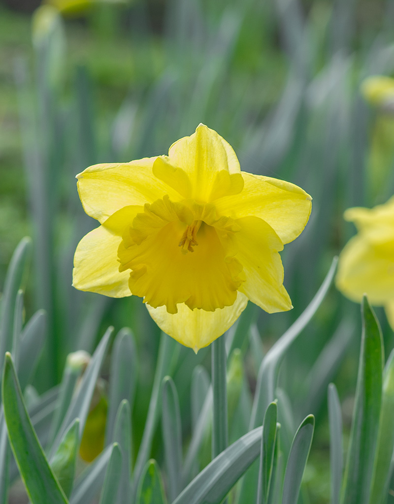 Narzisse  Narcissus 'Standard Value', BIO