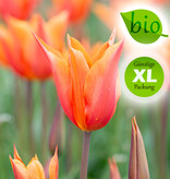 Tulpe  Tulipa 'Ballerina', BIO - XL-Vorteilspackung