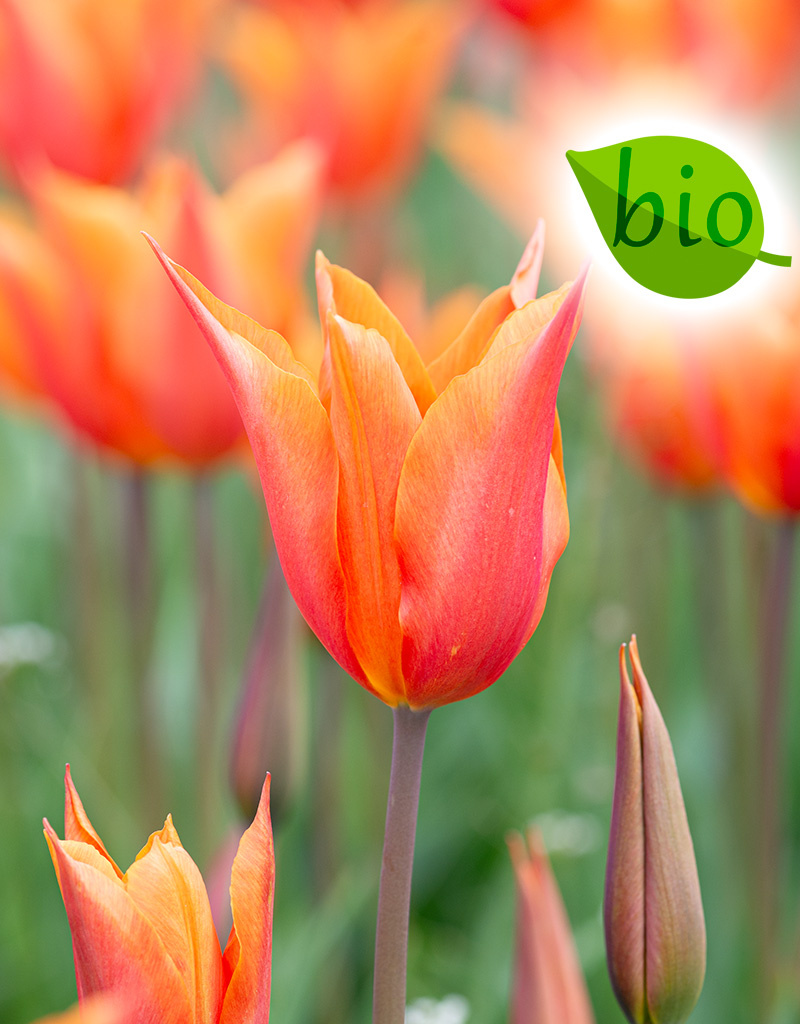 Tulpe  Tulipa 'Ballerina', BIO