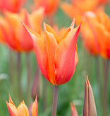 Tulpe  Tulipa ‘Ballerina’