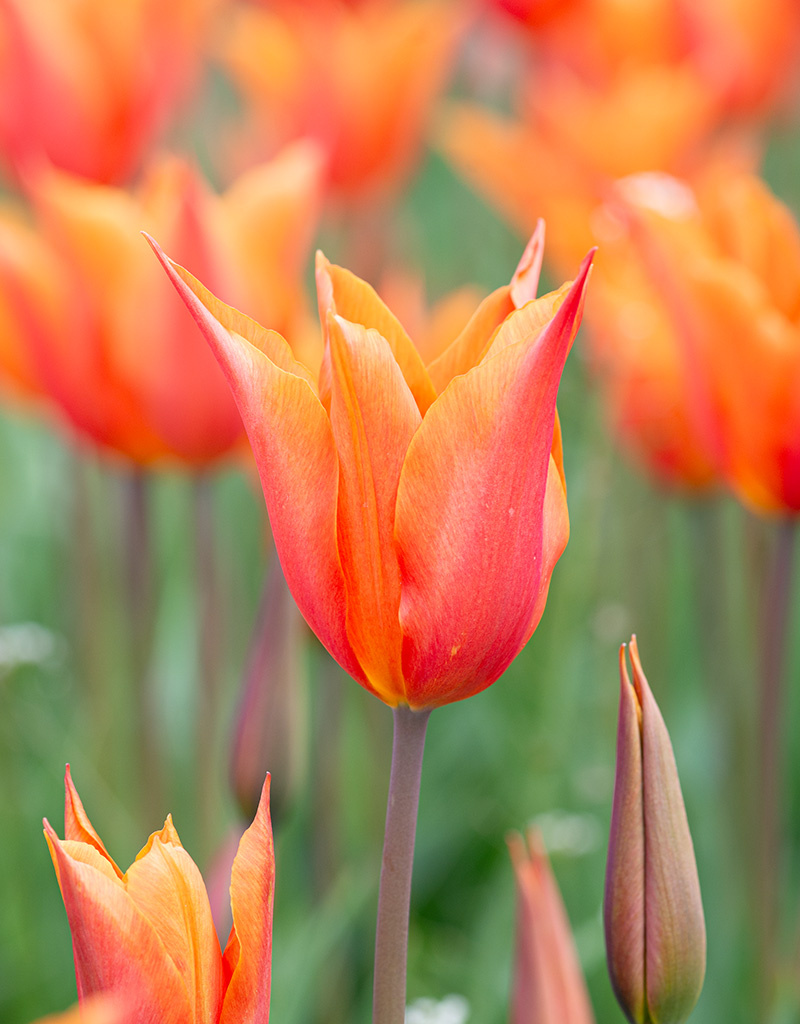 Tulpe  Tulipa ‘Ballerina’