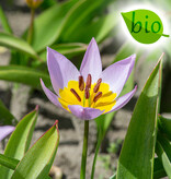 Tulpe  Tulipa saxatilis, BIO