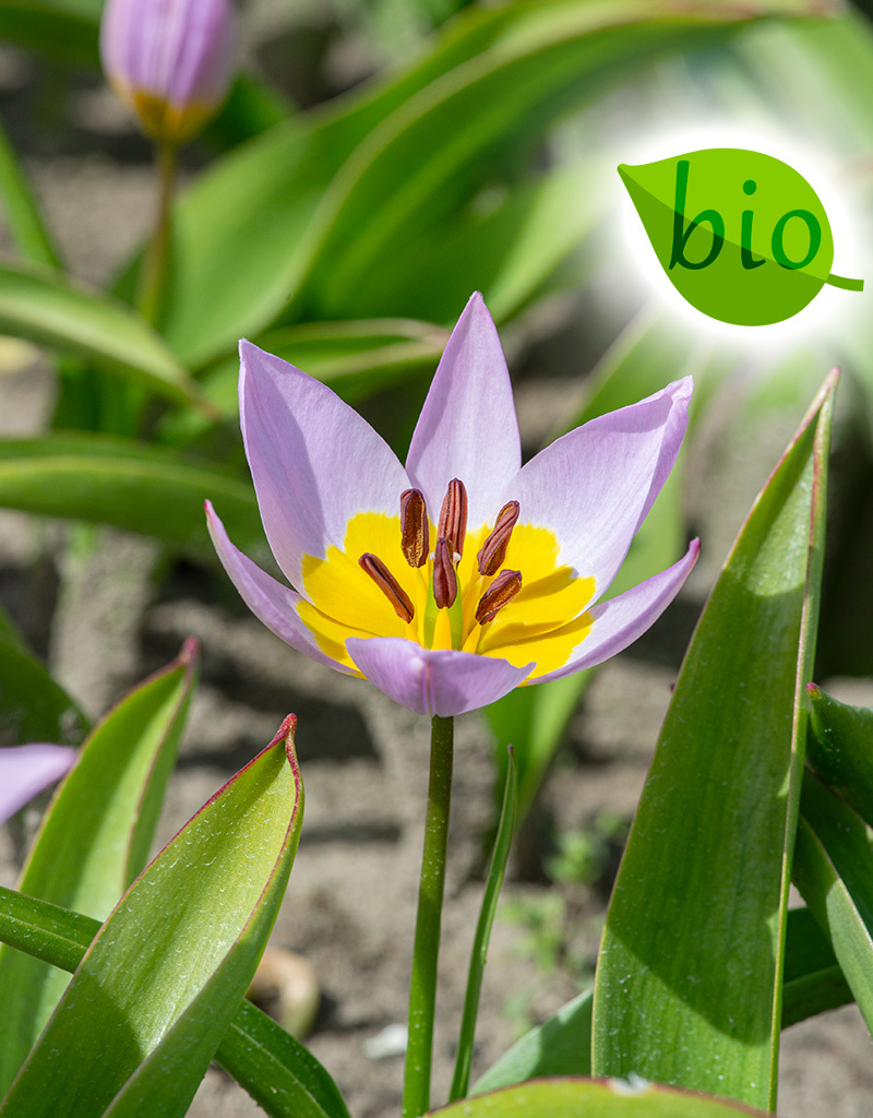 Tulpe  Tulipa saxatilis, BIO