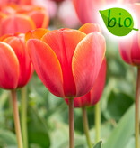 Tulpe  Tulipa ′Ad Rem′, BIO