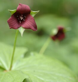 Waldlilie  Trillium erectum - Topf