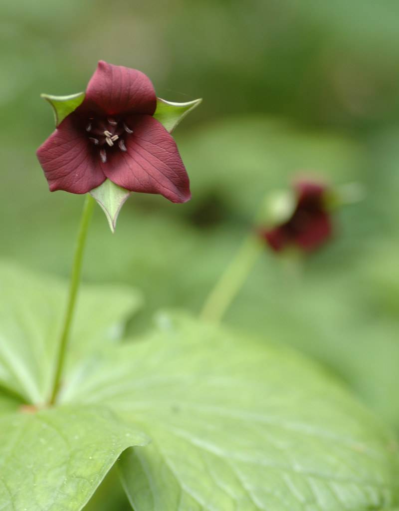 Waldlilie  Trillium erectum (Waldlilie) - Topf