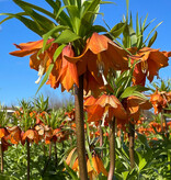 Kaiserkrone  Fritillaria 'Sunrise' (Kaiserkrone), BIO