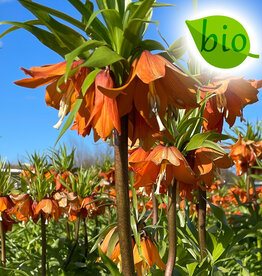 Kaiserkrone  Fritillaria 'Sunrise', BIO