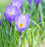 Krokus  Crocus 'Violet River', BIO