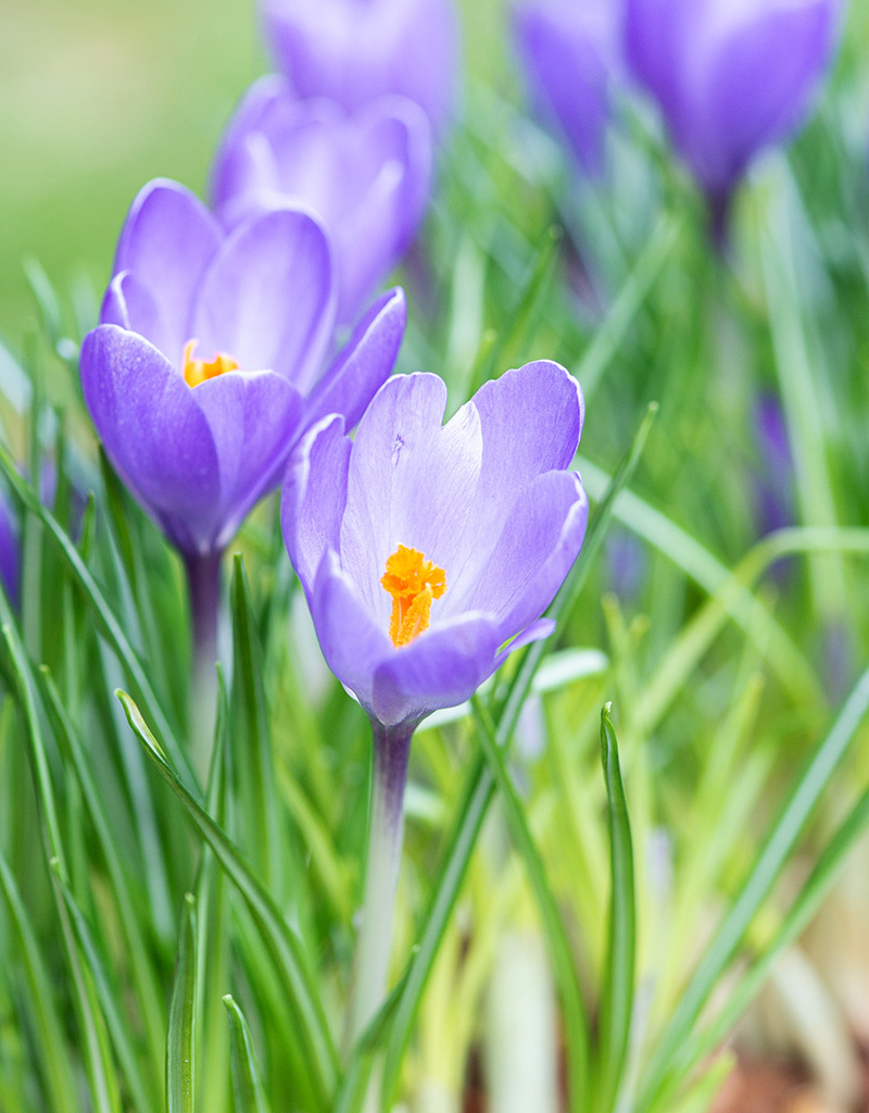 Krokus  Crocus 'Violet River', BIO