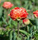 Tulpe  Tulipa 'Sensual Touch', BIO
