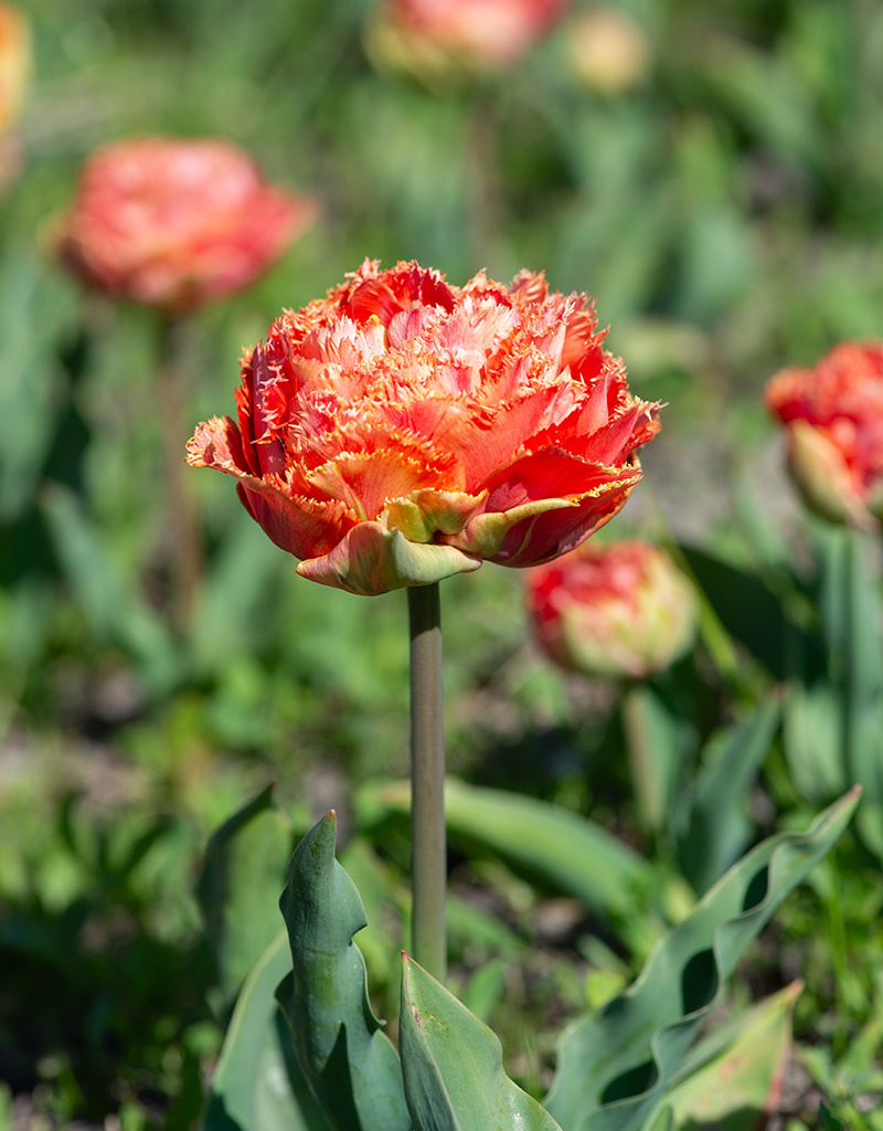 Tulpe  Tulipa 'Sensual Touch', BIO