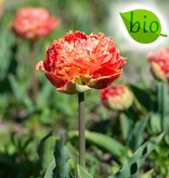 Tulpe  Tulipa 'Sensual Touch', BIO