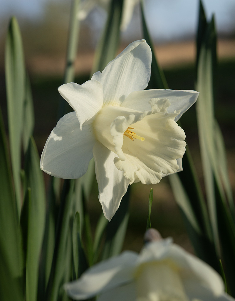 Narzisse  Narcissus 'Mount Hood'