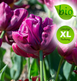 Tulpe  Tulipa 'Alison Bradley', BIO - XL-Vorteilspackung